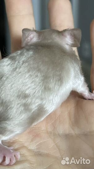 Декоративные мыши сиамские кудрявые тексель