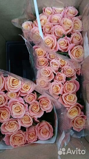 Розы российские