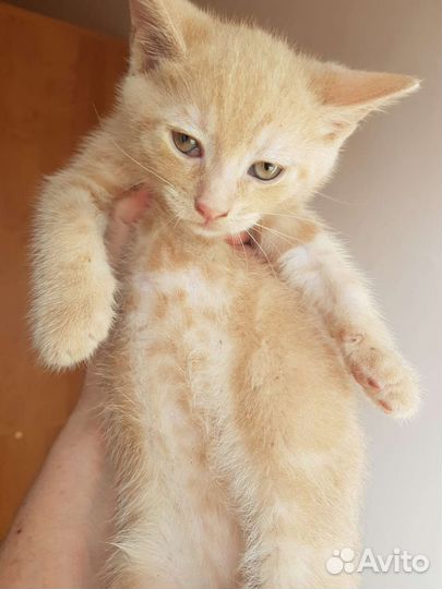 Котятки в добрые руки