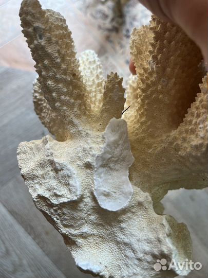 Морские кораллы