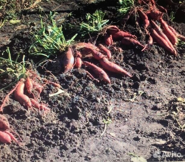 Батат Чуфа Рассада урожайных томатов