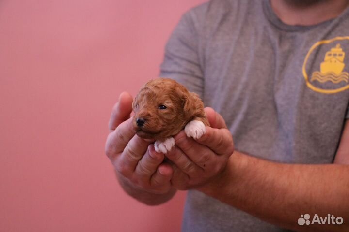 Мальтипу. Мини мальчик