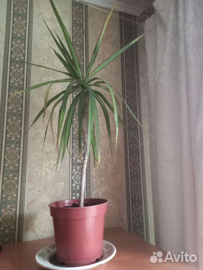 Пальма драцена