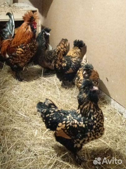 Инкубационное яйцо породных кур, индейки