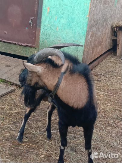 Козел альпийский
