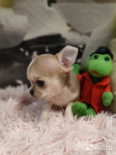 Принцесса мини