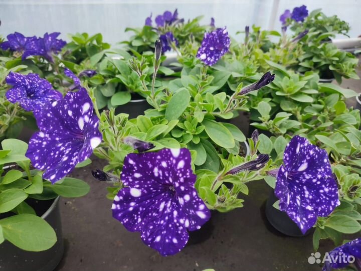 Бархатцы (Тагетис) крупный однолетние цветы оптом