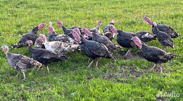 Индюшки молодые