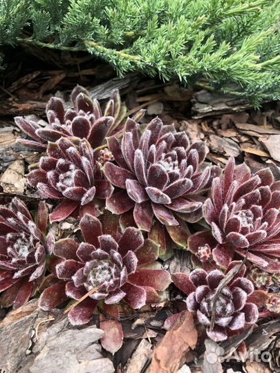 Молодило каменная роза