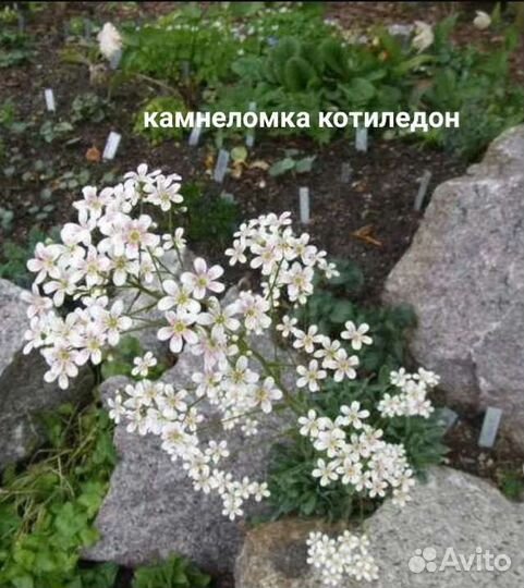 Цветы многолетник калла пион ирис карликовый