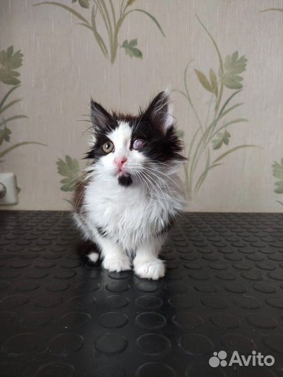 Кошки