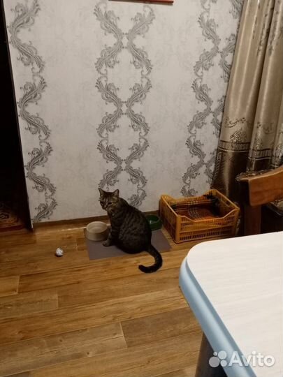 Кошечка подросток