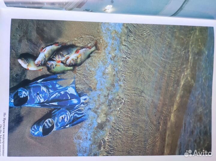 Ангора дочь Байкала