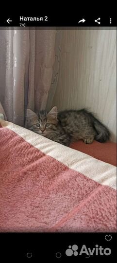 Котенок девочка