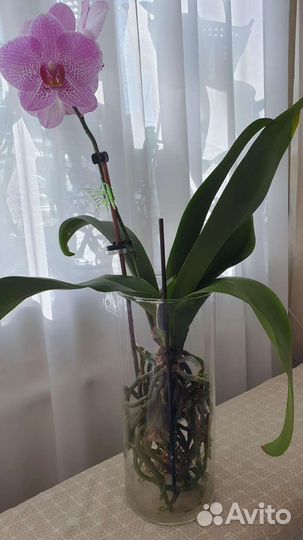Орхидея