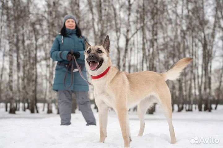 Небольшая собачка страдает в приюте