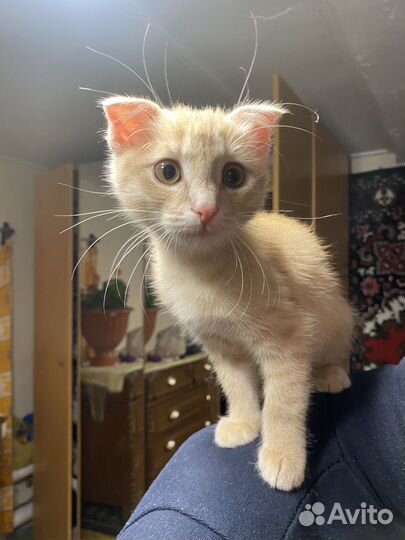 Отдам котенка мальчика