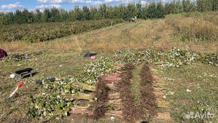 Ремонтантная малина