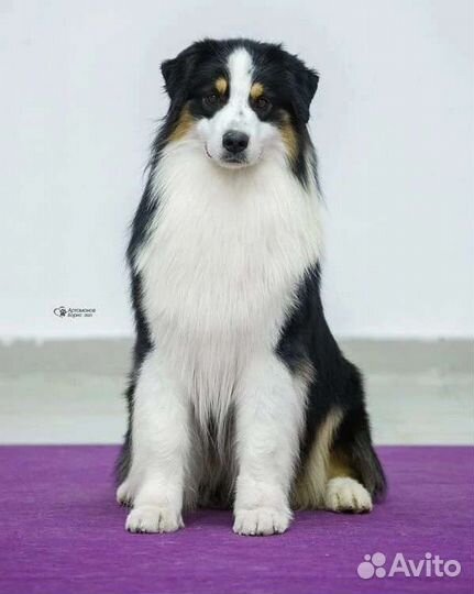 Австралийская овчарка (аусси) вязка