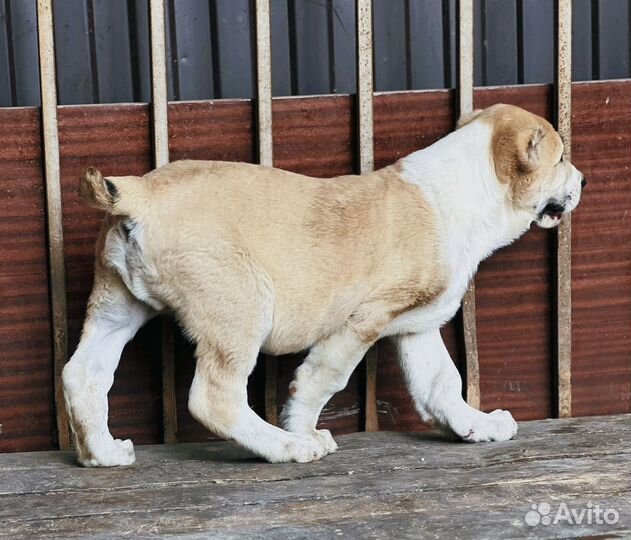 Щенок гигант