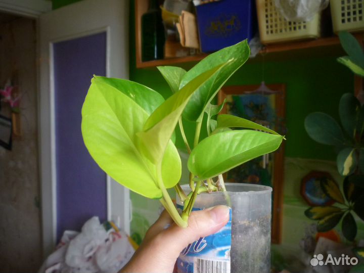 Сциндапсус лимонный