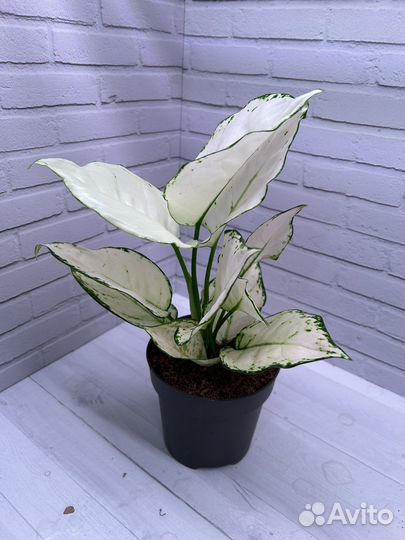 Аглаонема Вайт Джой. Комнатное растение