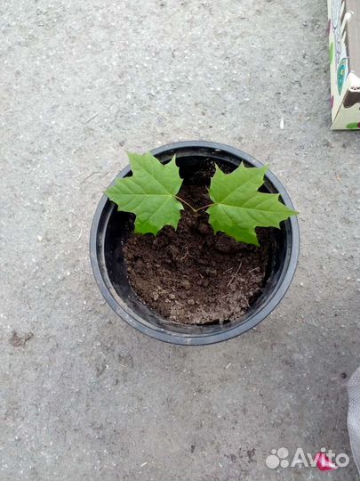 Клёны русские пятипалые