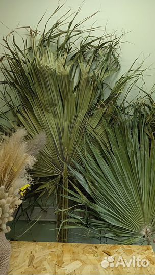 Листья пальмы Вашингтония