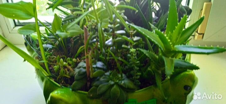 Суккуленты