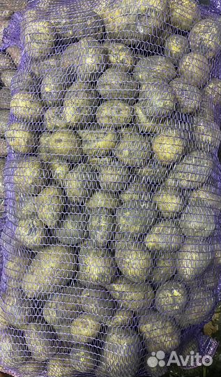 Картофель желтый