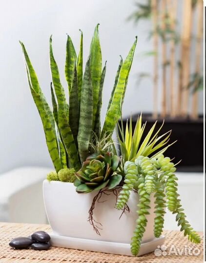 Сансевиерия Тёщин язык Щучий хвост искусственный