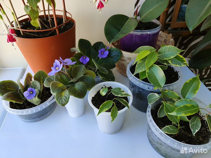 Комнатные цветы