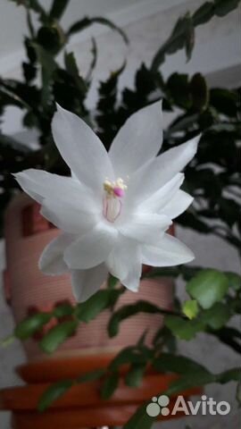 Декабрист белый, красный,розовый,оранжевый