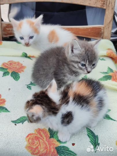 Котёнок