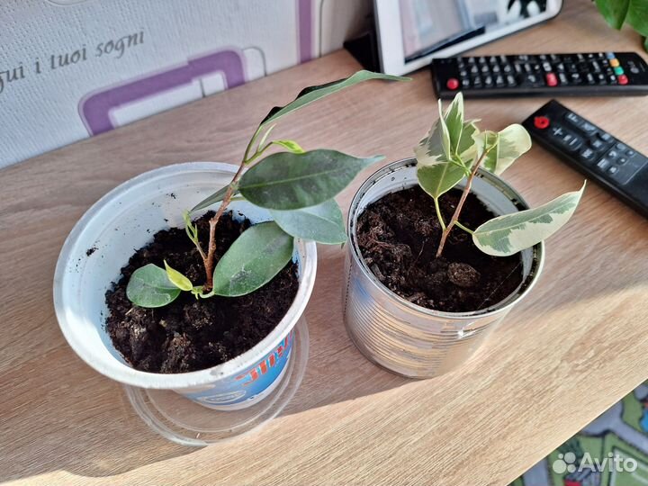 Фикус бенджамина