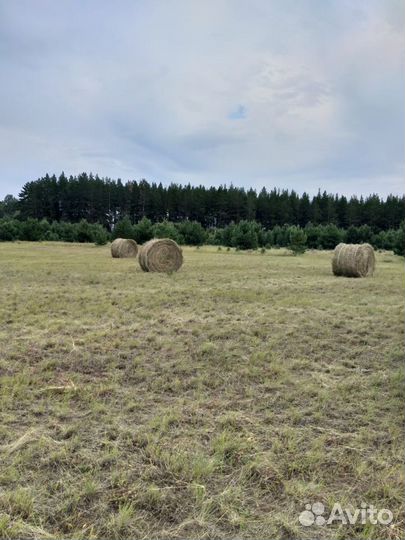 Сено в рулонах