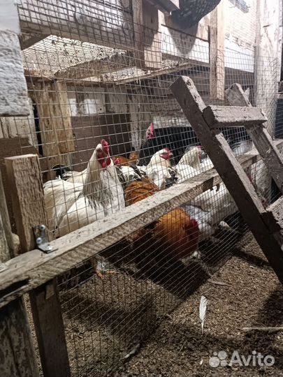 Инкубационное яица И молодые петухи