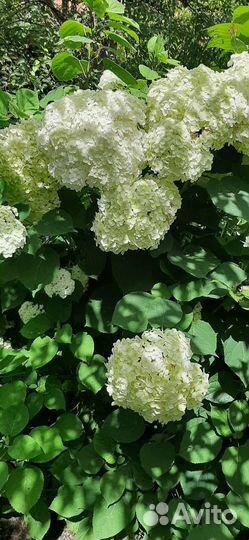 Гортензия древовидная аннабель
