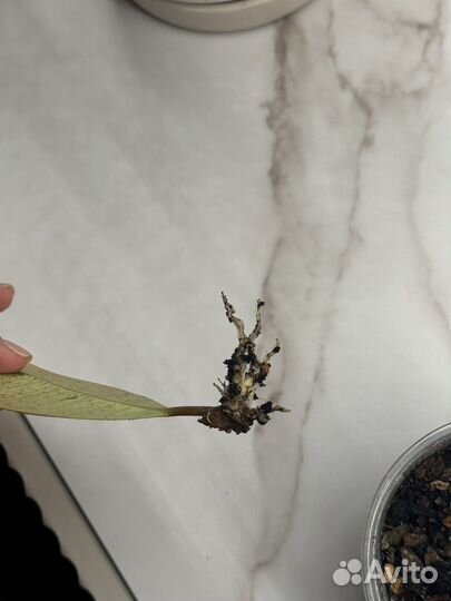 Черенки фикусов черный принц и шривериана