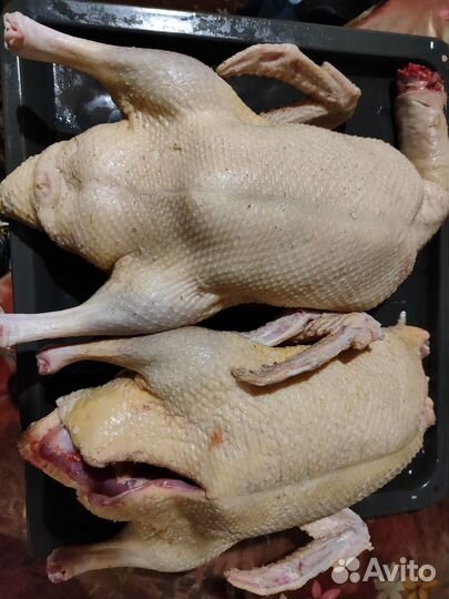 Утка домашняя мясо