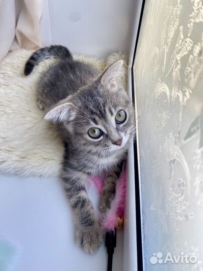 Котенок вислоухий в добрые руки