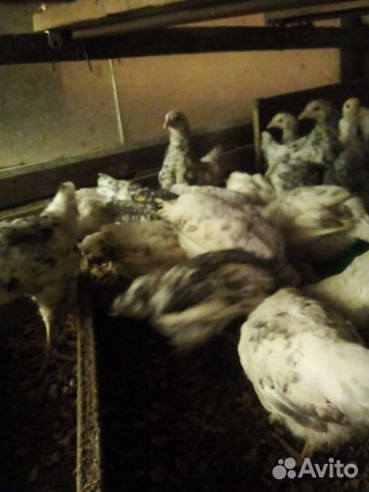 Курочки молодки пушкинской породы