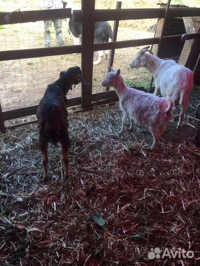 Козье молоко