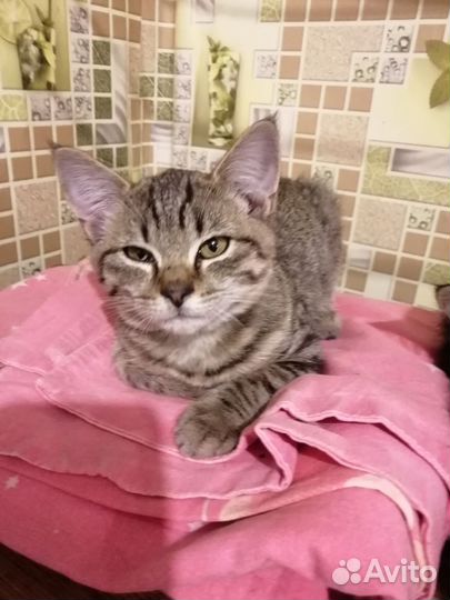 Котик в дар