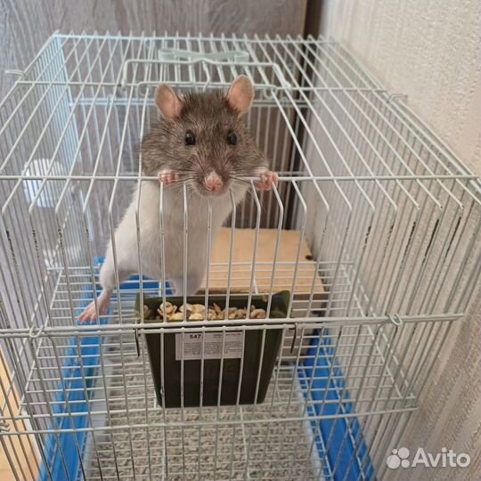 Крыса домашняя