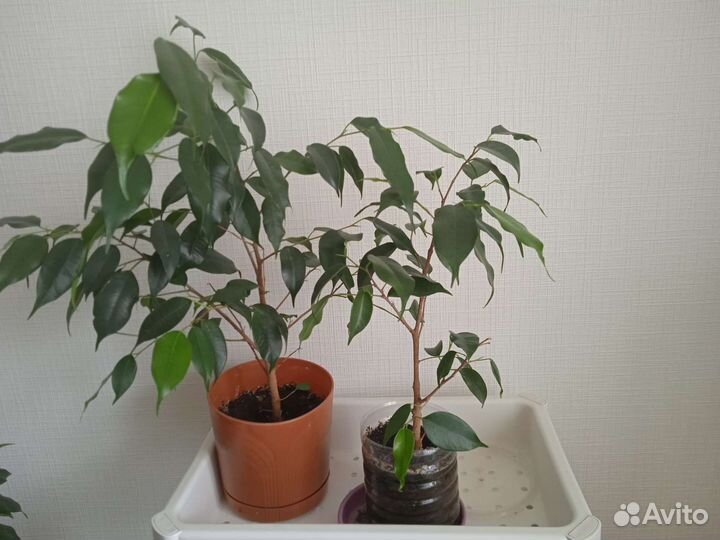 Фикус Бенжамина