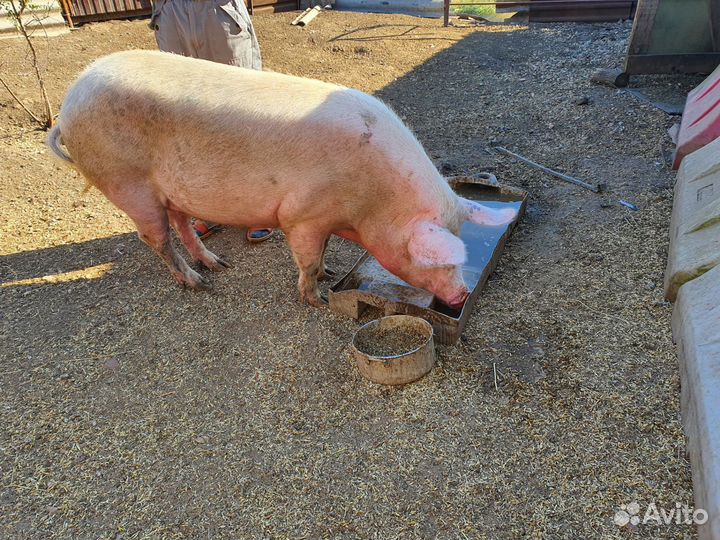 Свинья молодая