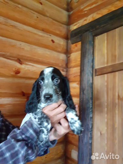 Собака спаниель