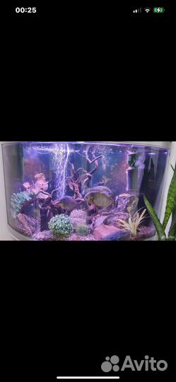 Аквариум угловой (Джеба)и все что в нем