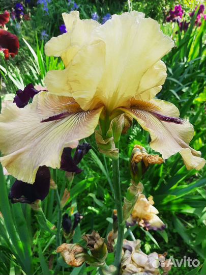 Ирисы сортовые